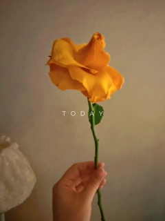 玫
